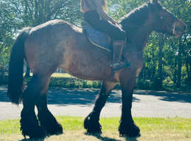 Gorgeous fully registered Belgium draft riding mare