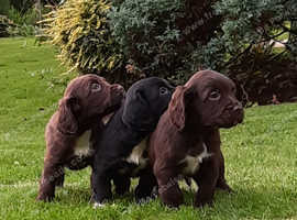 Stunning Sprocker Spaniel puppies