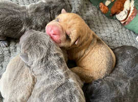 Stunning shar pei pups