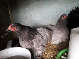 wanted Araucana  lavender x2 if poss plus other boys