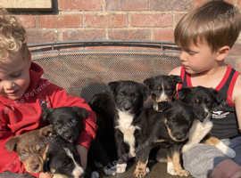 Kelpie Cross Collie Pups
