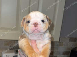 2 beautiful merle English bulldog puppies