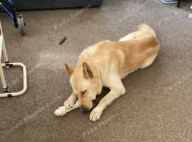 German shepherd dog for rehoming