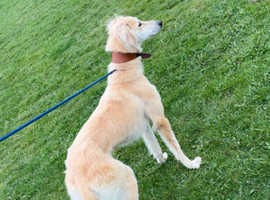 Saluki greyhound