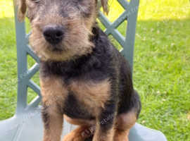 Jagd terrier x lakeland terrier rough coat puppys only 3 left