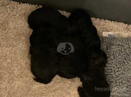 Lhasapoo Puppies For Sale