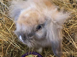 Pretty and well handled lionlop eared male young rabbit ,