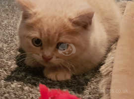 British Shorthair Cats Kittens For Sale Rehome In Derry Find