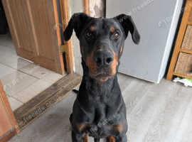 2 year old male doberman