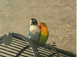 1xBlack masked love bird, 1xFischer love bird