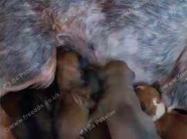 Shorkie terrier mix puppies