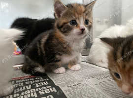 5 beautiful kittens