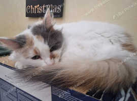 Ragdoll/Ragamuffin tri coloured stunning cat