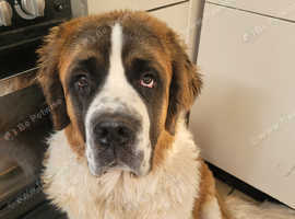 Saint Bernard puppy