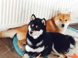 Lancaster puppies sale shiba inu