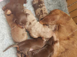 Pedigree Miniature dachshund puppies