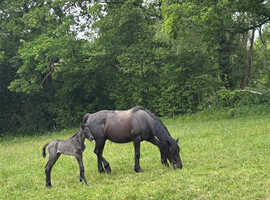 Stunning friesian X spotted saddle horse colt foal