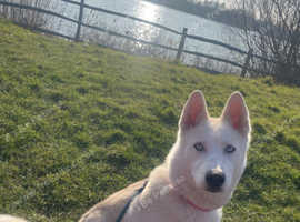 Pedigree rare husky puppies