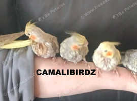 hand reared cockatiels