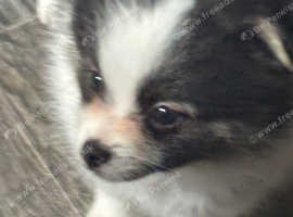 Pomeranian pups for sale