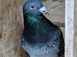 Breeding pairs for sale