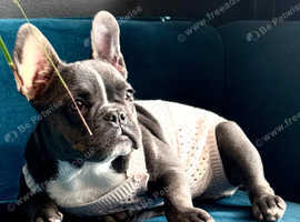 Amazing female french bulldog