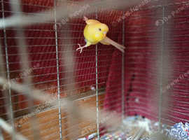 Female Adult Yellow Budgie For Sale.