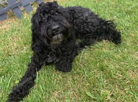 Providing dog walking, dog sitting and boarding during holiday