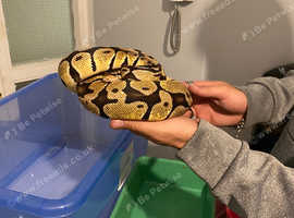 Female Pastel ball python
