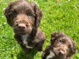 2 x Male Sprocker Puppies Ready to go 9 weeks