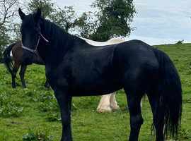 4 year old mare in foal