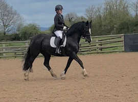 Stunning Section D Mare 14.2hh 8yrs