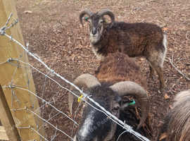Pair of Soay Sheep wethers rare breed