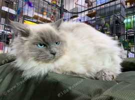 REHOME , Ray , 7 Month Old Ragdoll Male 5* Home Wanted