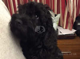 Mini schnoodle for sale best sale near me