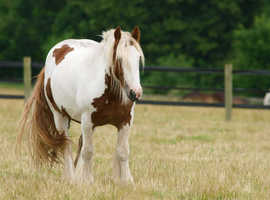 cob or any breed wanted