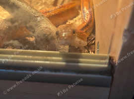 Corn snake