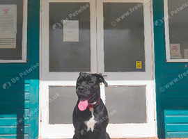 6 Month Old Female Rehoming