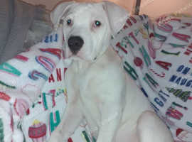 Johnson American Bulldog Puppy 5 months old