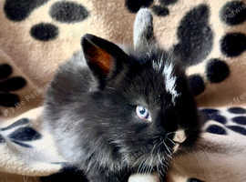 2 baby bunnies