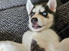 Husky pup female
