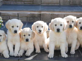 Quality Health Tested KC Reg Golden Retriever Puppies