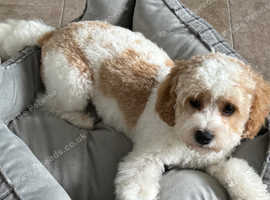 Boy cavachons