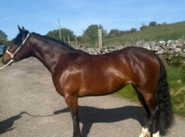 *** Smart Registered Wpb***