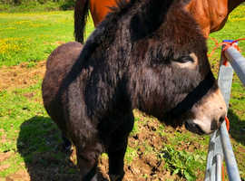 Sweet Stallion Donkey for sale