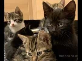 Loved kittens looking for new loving home