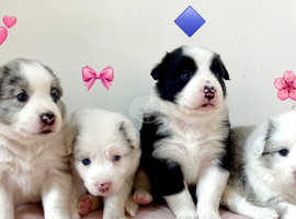 Stunning litter of pure bred collies