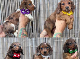 Longhair miniature dachshunds