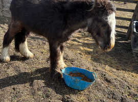 1.5 year old cob colt Bay coloured