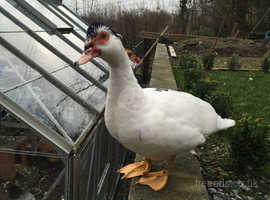 muscovy drake looking for new home